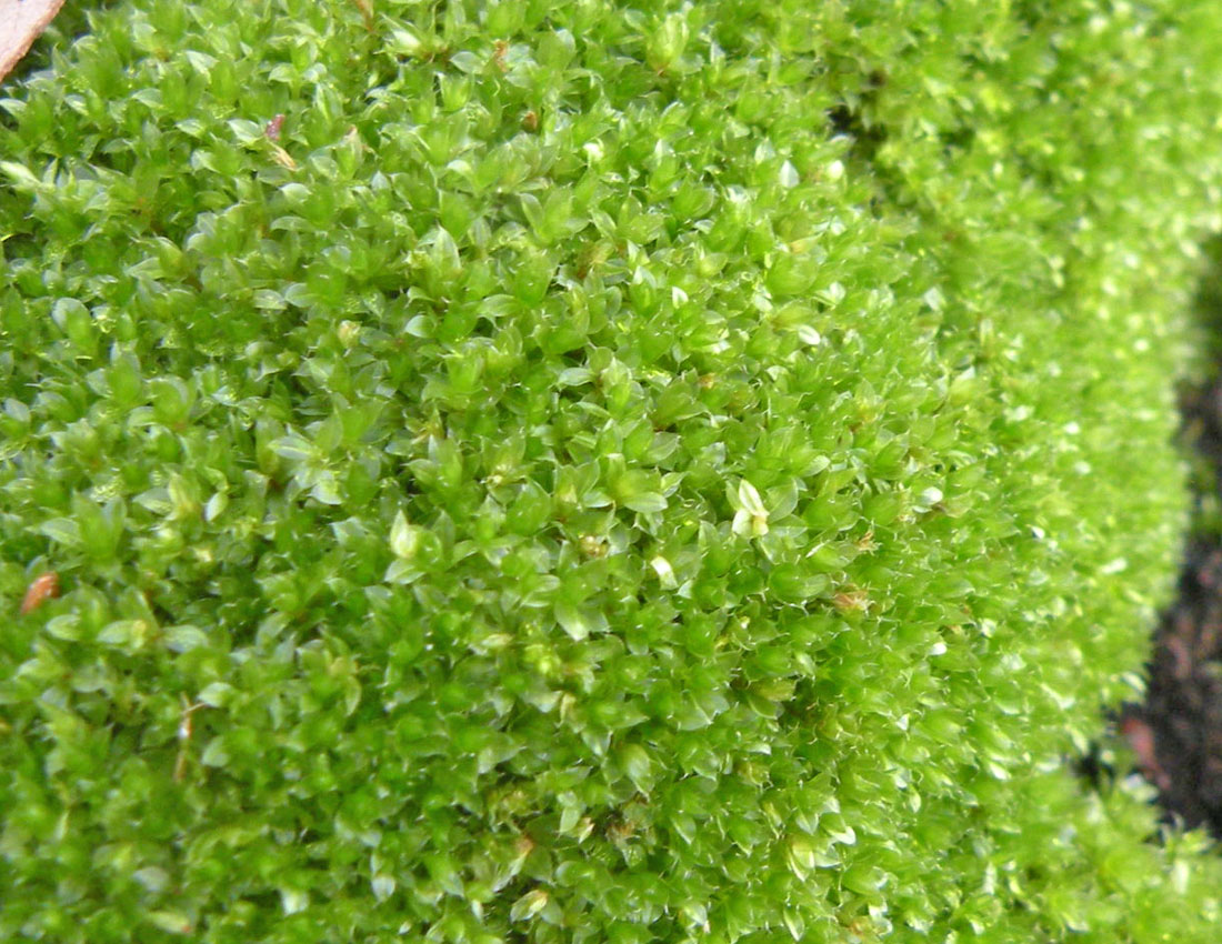 Bryum capillare?